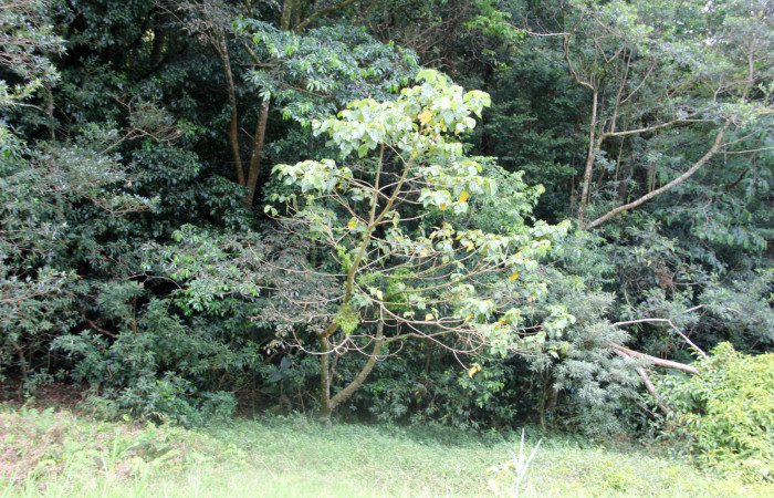 Fig. 15. Area de Conservación Guanacaste, Sector Cacao Sendero Nayo, elevación 1090mt planta hospedera de <i>Ocaria</i></i> ocrisiaDHJ02, <i>Heliocarpus appendiculatus</i></i> de la familia Malvaceae, foto27.JMP 04/29/2019