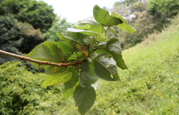 Fig. 16 Area de Conservación Guanacaste, Sector Cacao Sendero Nayo, elevación 1090mt planta hospedera de <i>Ocaria</i></i> ocrisiaDHJ02, <i>Heliocarpus appendiculatus</i></i> de la familia Malvaceae, foto28.JMP 04/29/2019
