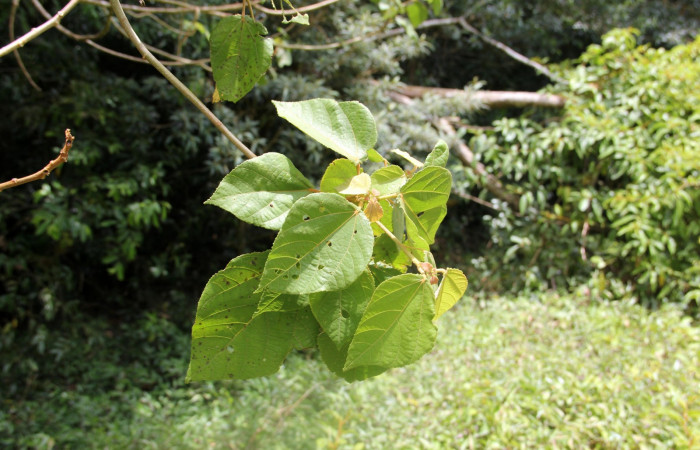 Fig. 17. Area de Conservación Guanacaste, Sector Cacao Sendero Nayo, elevación 1090mt planta hospedera de <i>Ocaria</i></i> ocrisiaDHJ02, <i>Heliocarpus appendiculatus</i></i> de la familia Malvaceae, foto29.JMP 04/29/2019