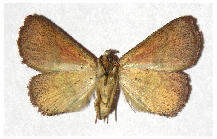 Fig.11 Adulto <i>Antiblemma incarnans,</i></i> ventral. macho. Voucher; 04-SRNP-56464-DHJ320227.jpg
