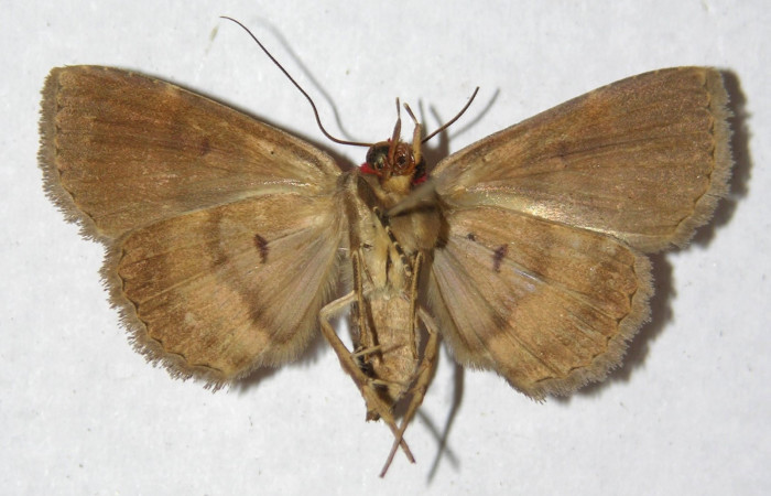 Fig.13 Adulto <i>Antiblemma phoenicopyra,</i></i> ventral. Voucher;  12-SRNP-70521-DHJ596821.jpg