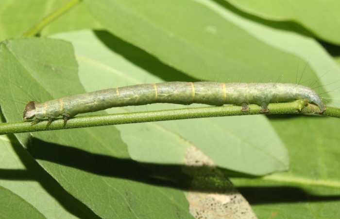 Fig.1 Larva <i>Antiblemma incarnans</i></i>  en penúltimo estadío mostrando la parte lateral.  Voucher: 17-SRNP-71433-DHJ738065.jpg