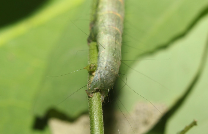 Fig.2 Larva  <i>Antiblemma incarnans</i></i> en último estadío mostrando la parte propatas, caracteristica. importante de la familia Erebidae Voucher: 17-SRNP-71433-DHJ738064.jpg