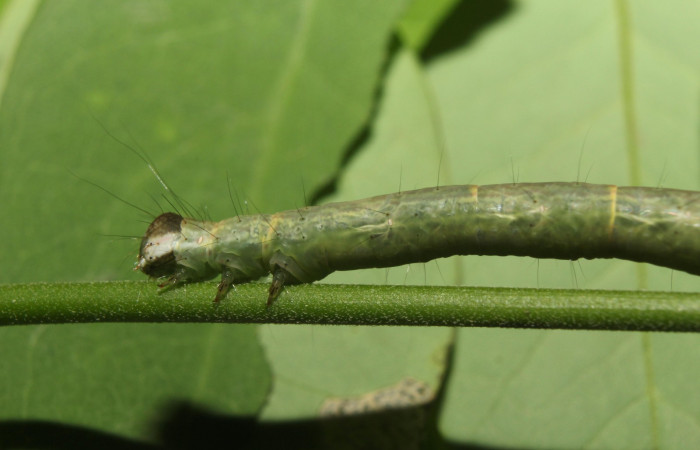 Fig .3  Larva <i>Antiblemma incarnans</i></i>  en último estadio mostrando parte frontal. Voucher: 17-SRNP-71433-DHJ738063.jpg