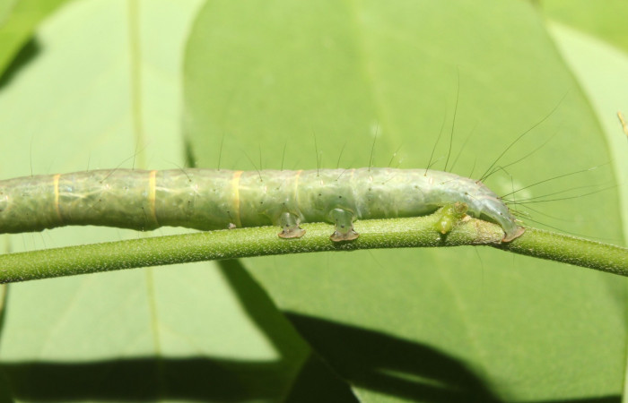 Fig. 5 Larva <i>Antiblemma incarnans</i></i>  en último estadio mostrando forma de pelos del cuerpo.  Voucher:  17-SRNP-71433-DHJ738061.jpg