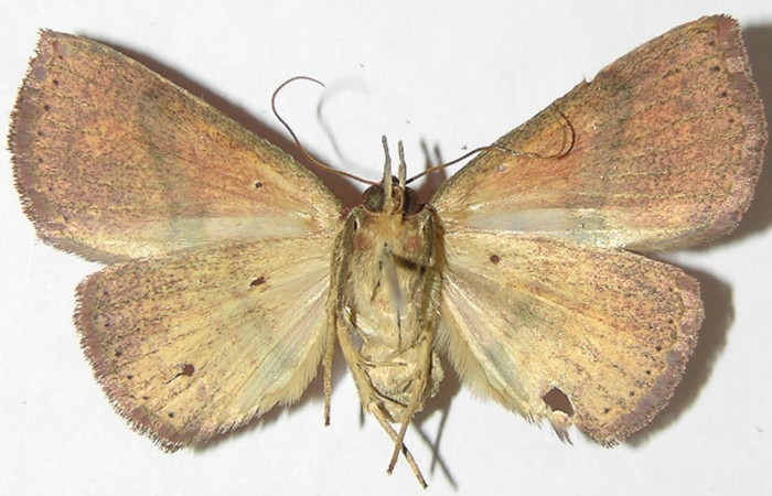 Fig.9 Adulto <i>Antiblemma incarnans</i></i>  ventral. Hembra. Voucher:  08-SRNP-32366-DHJ397341.jpg