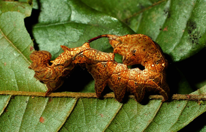 Figura 17. Larva <i>Calledema plusia</i></i> (Notodontidae), en último estadío (U), vista lateral, localidad Quebrada Cementerio, Sector San Cristóbal (ACG) (700m). Voucher: 01-SRNP-22387-DHJ67016.jpg.