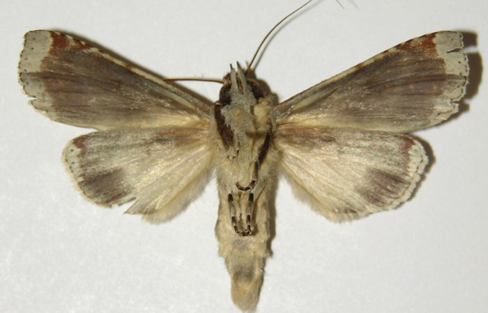 Figura 14. Adulto de <i>Calledema jocasta</i></i> (Notodontidae), macho vista ventral, localidad Puente Palma, Sector San Cristóbal (ACG) (460m). Voucher: 04-SRNP-3834-DHJ303143.jpg.