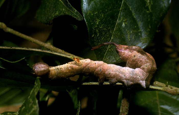 Figura 12. <i>Larva Calledema jocasta</i></i> (Notodontidae), en último estadío (U), vista lateral, localidad Puente Palma, Sector San Cristóbal (ACG) (460m). Voucher: 04-SRNP-3834-DHJ86131.jpg.