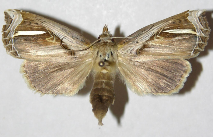 Figura 19. Adulto de <i>Calledema plusia</i></i> (Notodontidae), hembra vista dorsal, localidad Quebrada Cementerio, Sector San Cristóbal (ACG) (700m). Voucher: 04-SRNP-4876-DHJ310260.jpg.