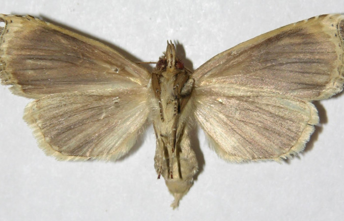 Figura 20. Adulto de <i>Calledema plusia</i></i> (Notodontidae), hembra vista ventral, localidad Quebrada Cementerio, Sector San Cristóbal (ACG) (700m). Voucher: 04-SRNP-4876-DHJ310261.jpg.