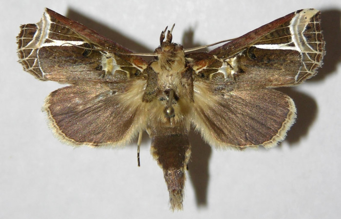 Figura 7. Adulto de <i>Calledema argenta</i></i> (Notodontidae), macho vista dorsal, localidad Sendero Carmona, Sector San Cristóbal (ACG) (670m). Voucher: 05-SRNP-834-DHJ310266.jpg.