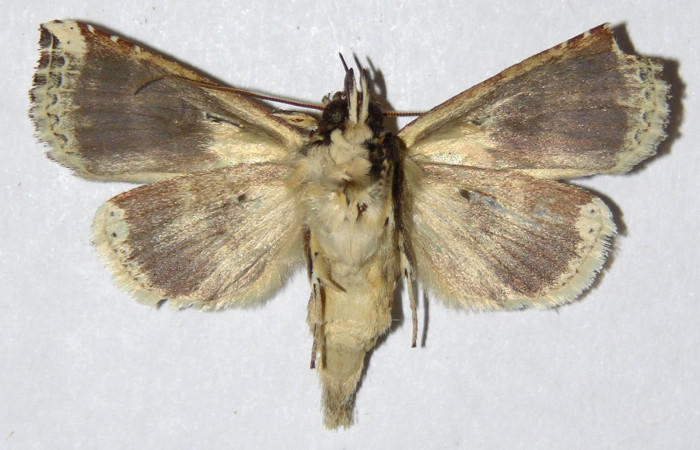 Figura 8. Adulto de <i>Calledema argenta</i></i> (Notodontidae), macho vista ventral, localidad Sendero Carmona, Sector San Cristóbal (ACG) (670m). Voucher: 05-SRNP-834-DHJ310267.jpg.