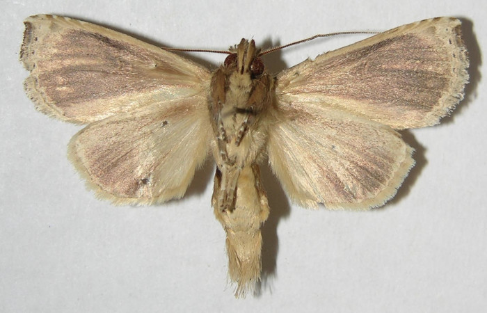 Figura 22. Adulto de <i>Calledema plusia</i></i> (Notodontidae), macho vista ventral, localidad Finca San Gabriel, Sector San Cristóbal (ACG) (645m). Voucher: 07-SRNP-3711-DHJ381587.jpg.