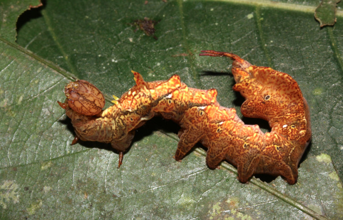 Figura 18. Larva <i>Calledema plusia</i></i> (Notodontidae), en último estadío (U), vista lateral, localidad Sendero Naciente, Sector Pitilla (ACG) (700m). Voucher: 14-SRNP-30739-DHJ720902.jpg.