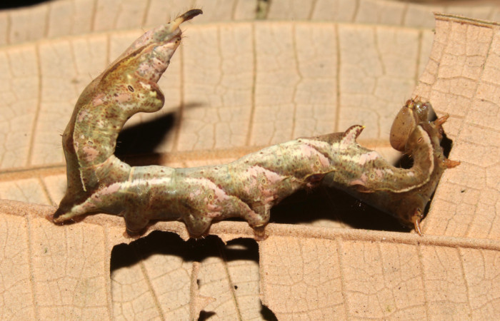 Figura 3. Larva <i>Calledema argenta</i></i> (Notodontidae), en penúltimo estadío (PU), vista lateral, localidad Sendero Trichoptera, Sector Pitilla (ACG) (655m). Voucher: 16-SRNP-31854-DHJ735748.jpg.