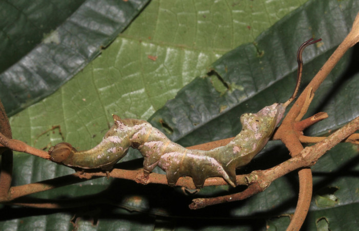 Figura 2. Larva <i>Calledema argenta</i></i> (Notodontidae), en penúltimo estadío (PU), vista lateral, localidad Sendero Trichoptera, Sector Pitilla (ACG) (655m). Voucher: 16-SRNP-31855-DHJ735754.jpg.