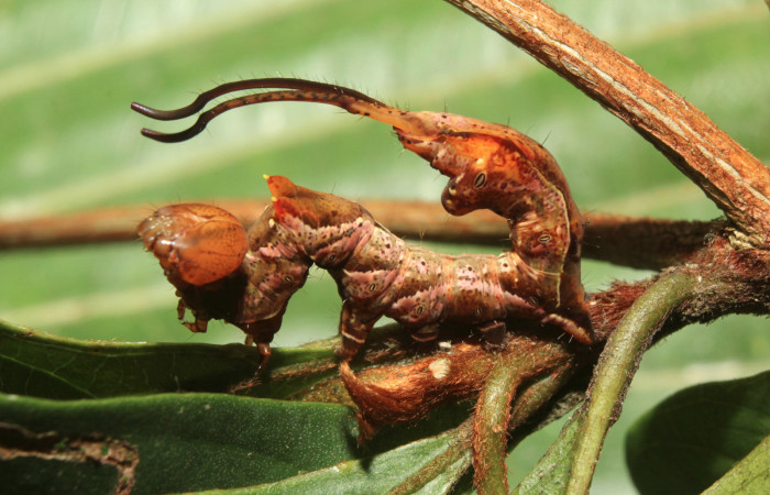 Figura 4. Larva <i>Calledema argenta</i></i> (Notodontidae), en último estadío (U), vista lateral, localidad Medrano Estación Quica, Sector Pitilla (ACG) (380m). Voucher: 17-SRNP-72850-DHJ741175.jpg.