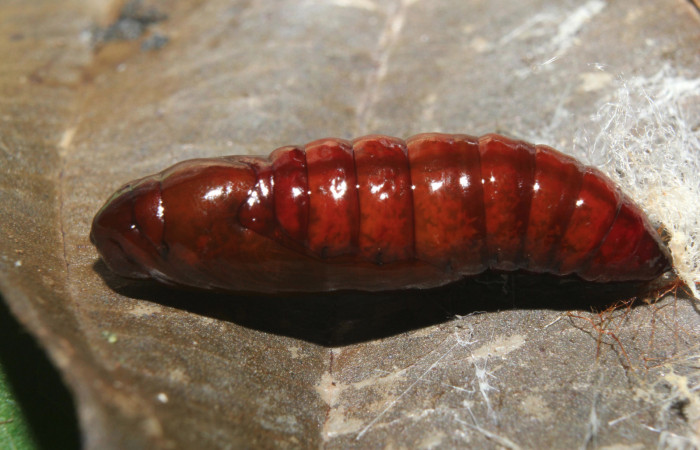 Figura 5. Pupa de <i>Calledema argenta</i></i> (Notodontidae), vista lateral, localidad Medrano Estación Quica, Sector Pitilla (ACG) (380m). Voucher: 17-SRNP-72850-DHJ741178.jpg.