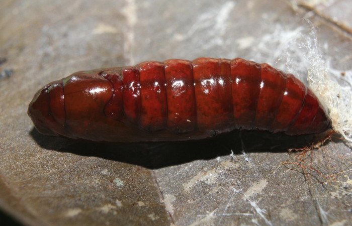 Figura 6. Pupa de <i>Calledema argenta</i></i> (Notodontidae), vista dorsal, localidad Medrano Estación Quica, Sector Pitilla (ACG) (380m). Voucher: 17-SRNP-72850-DHJ741182.jpg.