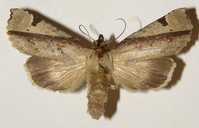 Figura 15. Adulto de <i>Calledema jocasta</i></i> (Notodontidae), hembra vista dorsal, localidad Laguna Agua Buena, Sector El Hacha (ACG) (220m). Voucher: 96-SRNP-7027-DHJ301892.jpg.