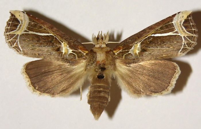 Figura 9. Adulto de <i>Calledema argenta</i></i> (Notodontidae), hembra vista dorsal, localidad Sendero Pinyal, Sector San Cristóbal (ACG) (630m). Voucher: 98-SRNP-6894-DHJ301884.jpg.