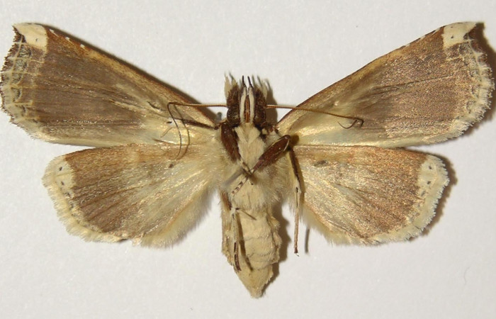 Figura 10. Adulto de <i>Calledema argenta</i></i> (Notodontidae), hembre vista ventral, localidad Sendero Pinyal, Sector San Cristóbal (ACG) (630m). Voucher: 98-SRNP-6894-DHJ301885.jpg.