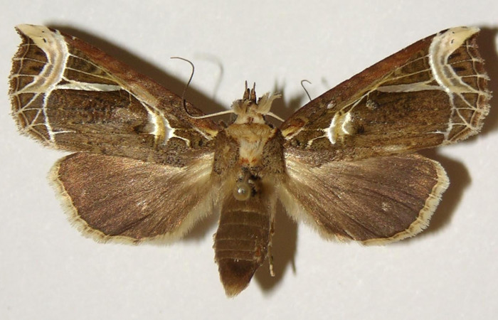 Figura 1. Adulto de <i>Calledema argenta</i></i> (Notodontidae), vista dorsal, localidad Quebrada Cementerio, Sector San Cristóbal (ACG) (770m). Voucher: 99-SRNP-5935-DHJ301886.jpg.