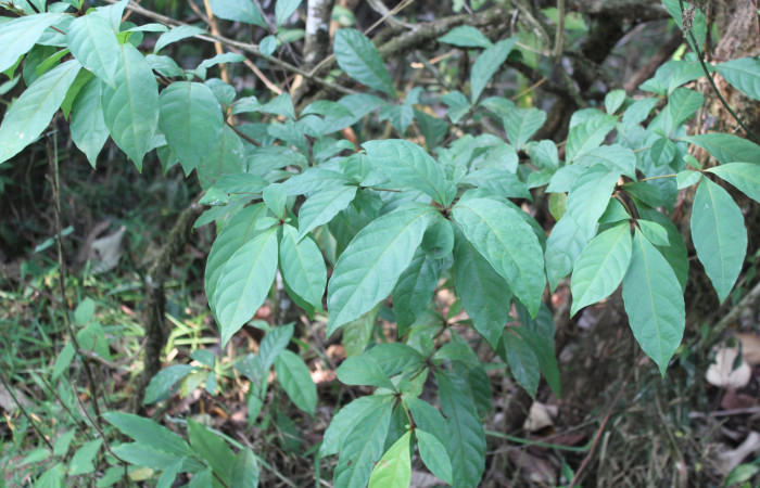 Figura 23. Planta hospedera de <i>Calledema argenta</i></i> (Notodontidae), planta llamada <i>Terminalia amazonia</i></i> (Combretaceae), localidad Estación Quica, Sector Pitilla ACG (470m). Foto: Ricardo Calero, 10 Mayo 2018.