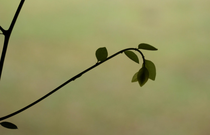 Forma de brotes de <i>Securidaca sylvestris</i></i>