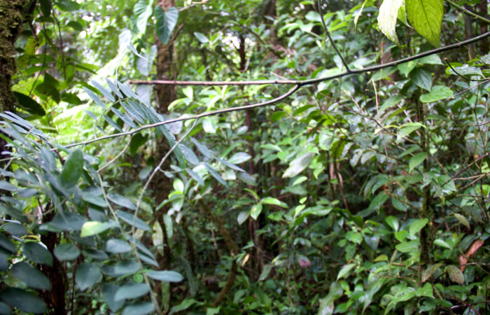 Habito de planta de <i>Securidaca sylvestris</i></i>