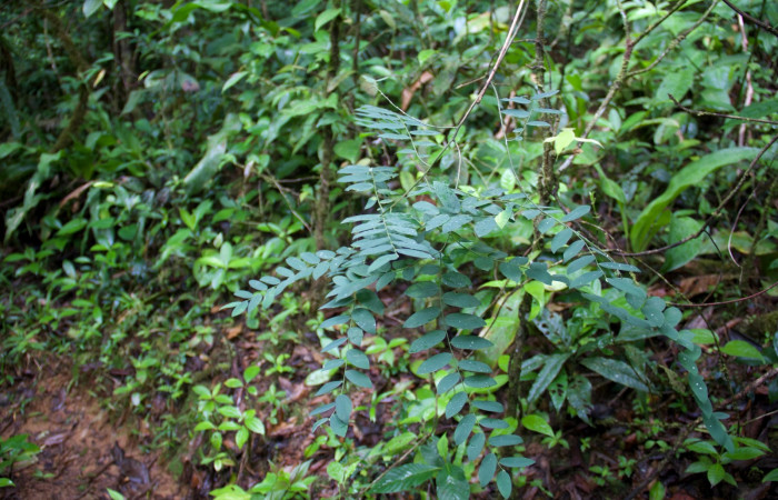 Habitát de planta de <i>Securidaca sylvestris</i></i>