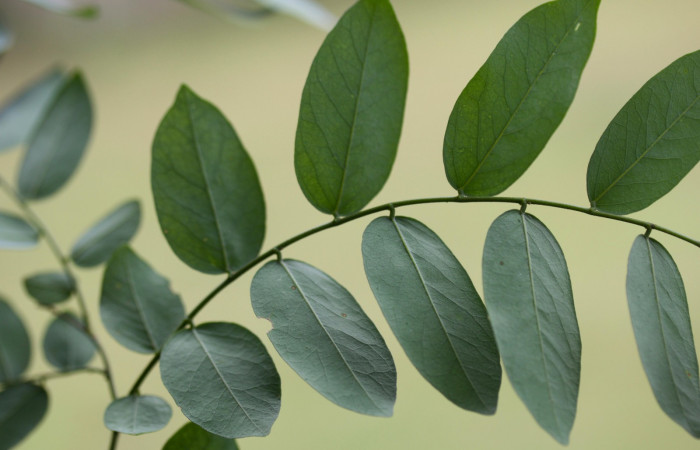 Hoja envés de <i>Securidaca sylvestris</i></i>