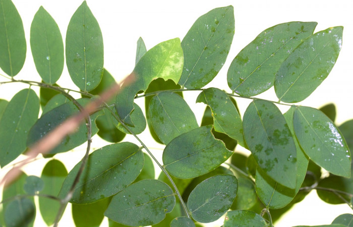 Hoja haz de <i>Securidaca sylvestris</i></i>