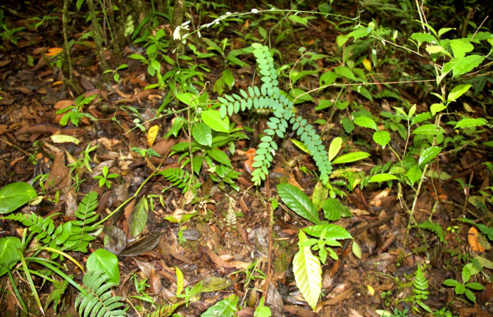 Planta juvenil de <i>Securidaca sylvestris</i></i>