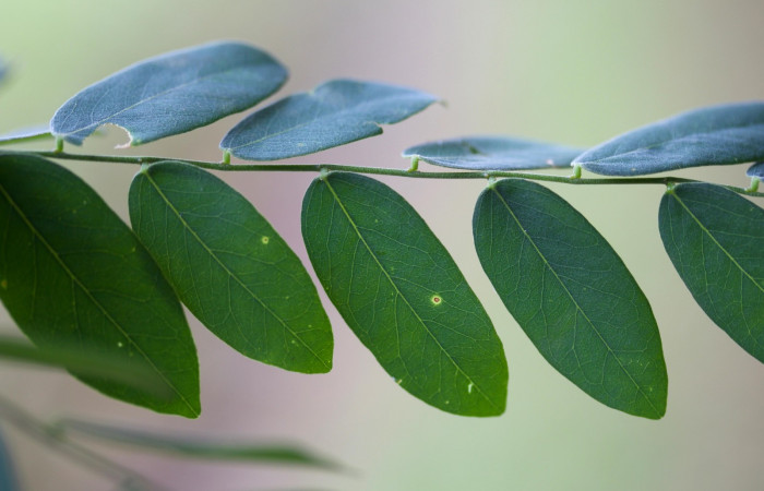 Posición de hojas de <i>Securidaca sylvestris</i></i>