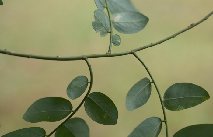 Posición de ramas de <i>Securidaca sylvestris</i></i>