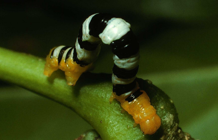 Figura 5. <i>Pseudomennis dioptoides</i></i> (Geometridae) último estadio, posición lateral frontal, Estación Caribe, Sendero Guaca. Voucher 02-SRNP-7949-DHJ68788.jpg.