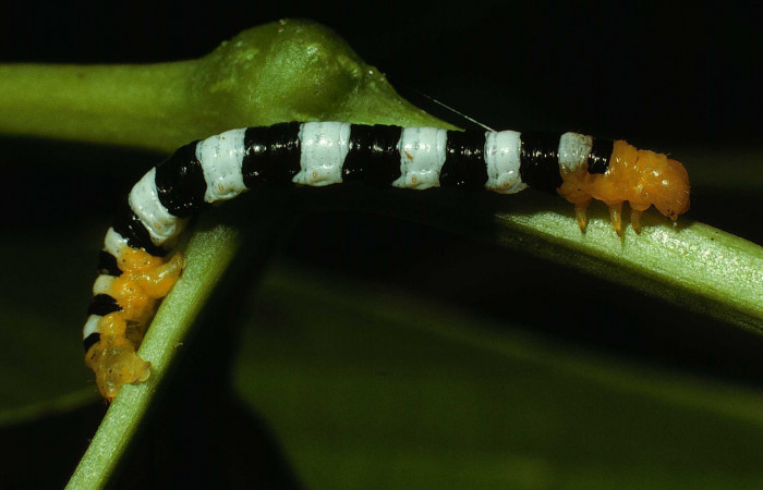 Figura 2. <i>Pseudomennis dioptoides</i></i> (Geometridae) ultimo estadio, posición lateral, Estación Caribe, Sendero Guaca. Voucher 02-SRNP-7949-DHJ68789.jpg.
