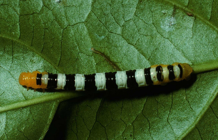 Figura 3. <i>Pseudomennis dioptoides</i></i> (Geometridae) último estadio, posición dorsal, Estación Caribe, Sendero Guaca. Voucher 02-SRNP-7949-DHJ68794.jpg.