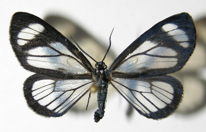 Figura 12. Adulto macho de <i>Pseudomennis dioptoides</i></i> (Geometridae) posición dorsal. Voucher 04-SRNP-3182-DHJ325546.jpg.
Figura 13. Adulto macho de Pseudomennis dioptoides (Geometridae) posición ventral. Voucher 04-SRNP-3182-DHJ325547.jpg.