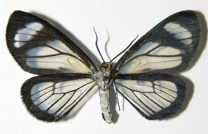 Figura 13. Adulto macho de <i>Pseudomennis dioptoides</i></i> (Geometridae) posición ventral. Voucher 04-SRNP-3182-DHJ325547.jpg.