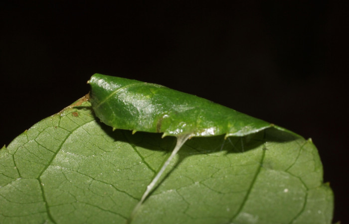 Figura 6. Pupa de <i>Pseudomennis dioptoides</i></i> (Geometridae), Sector San Cristóbal, Sendero Huerta. Voucher 17-SRNP-1554-DHJ704587.jpg.