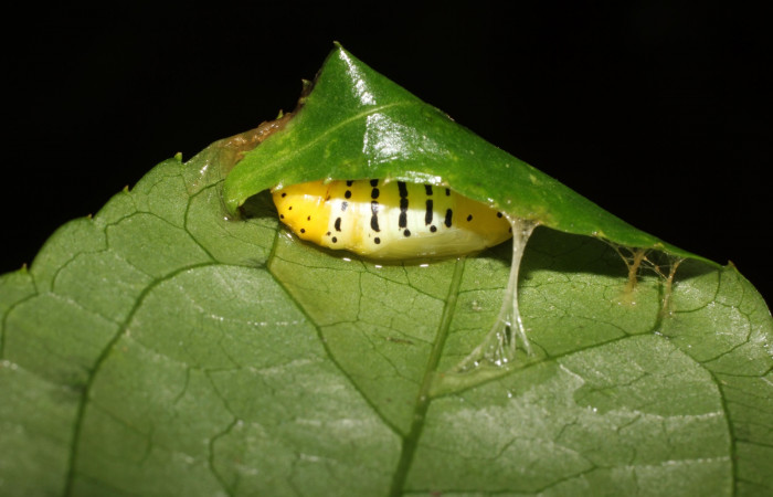 Figura 8. Pupa de <i>Pseudomennis dioptoides</i></i> (Geometridae), posición lateral, Sector San Cristóbal, Sendero Huerta. Voucher 17-SRNP-1554-DHJ704589.jpg.