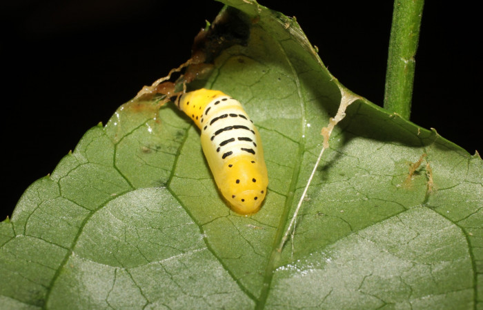 Figura 9. Pupa de <i>Pseudomennis dioptoides</i></i> (Geometridae), posición dorsal frontal, Sector San Cristóbal, Sendero Huerta. Voucher 17-SRNP-1554-DHJ704595.jpg.
