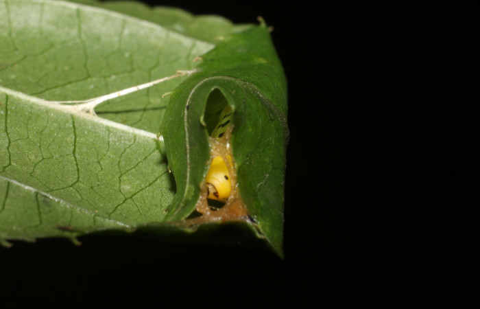 Figura 7. Pupa de <i>Pseudomennis dioptoides</i></i> (Geometridae), Sector San Cristóbal, Sendero Huerta. Voucher 17-SRNP-1554-DHJ704599.jpg.