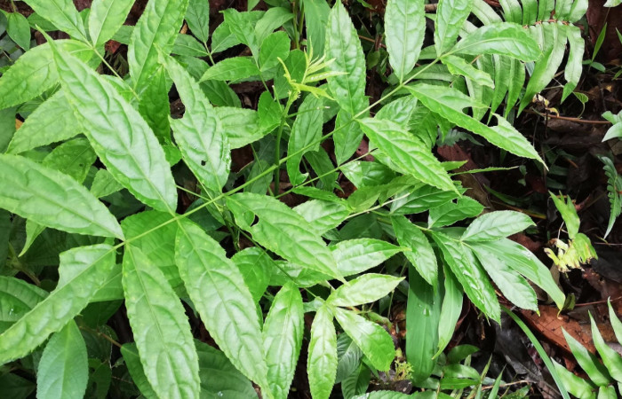 Figura 14. <i>Turpinia occidentalis</i></i> (Staphyleaceae) Planta hospedera de <i>Pseudomennis dioptoides</i></i> (Geometridae). Foto, Gloria Sihezar. Junio 2019.