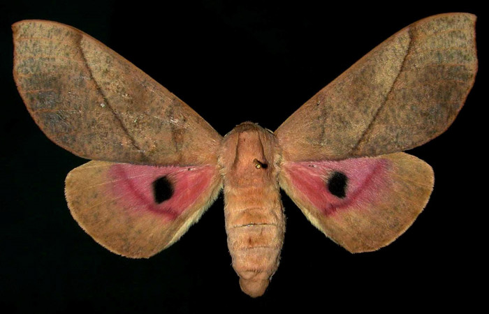 Figura 14. Adulto de <i>Syssphinx molina</i></i>, (Saturniidae), posición vista dorsal (hembra). (00-SRNP-8199-DHJ31363.jpg). 