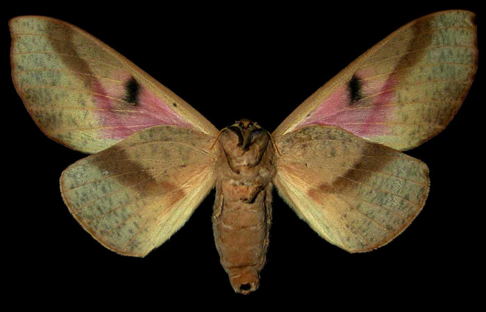 Figura 15. Adulto de <i>Syssphinx molina</i></i>, (Saturniidae), posición vista ventral (hembra). (00-SRNP-8199-DHJ31364.jpg). 