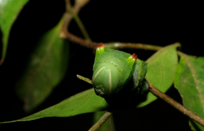 Fig. 9 Cabeza <i>Syssphinx molina</i></i> (Saturniidae), alimentándose en <i>Inga punctata</i></i> (Fabaceae), (07-SRNP-4013-DHJ429763.jpg), Sector San Cristobal, Quebrada Cementerio, (elevación 700 metros). Colectada 8 Octubre 2007.